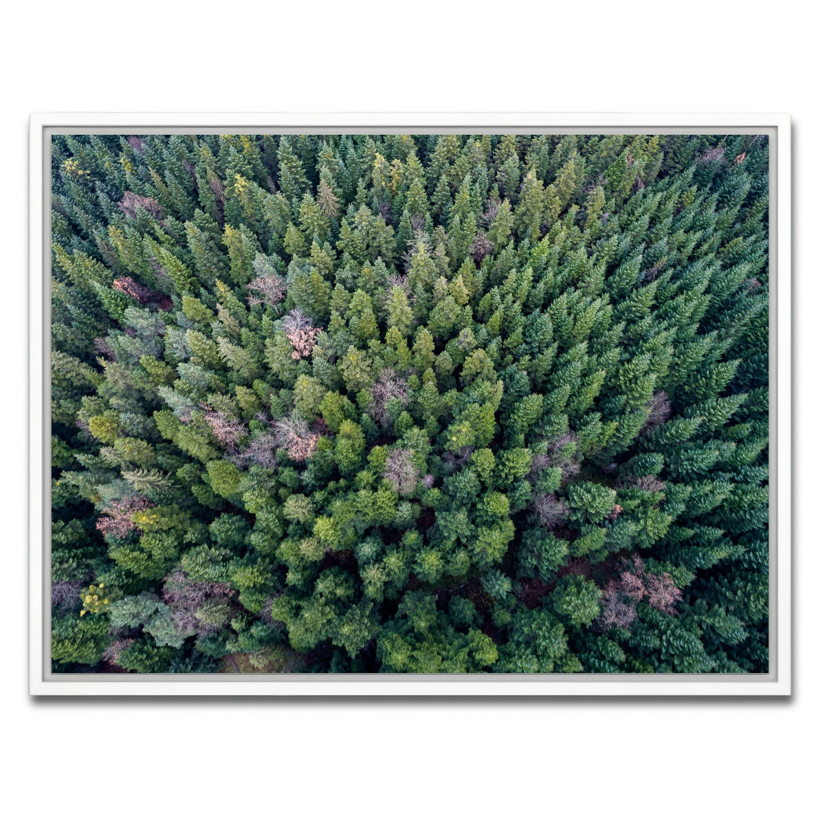 AUTO-MOCKUP WHITE | Pointy Pines | 1 Piece | White Framed Canvas | group=4x3