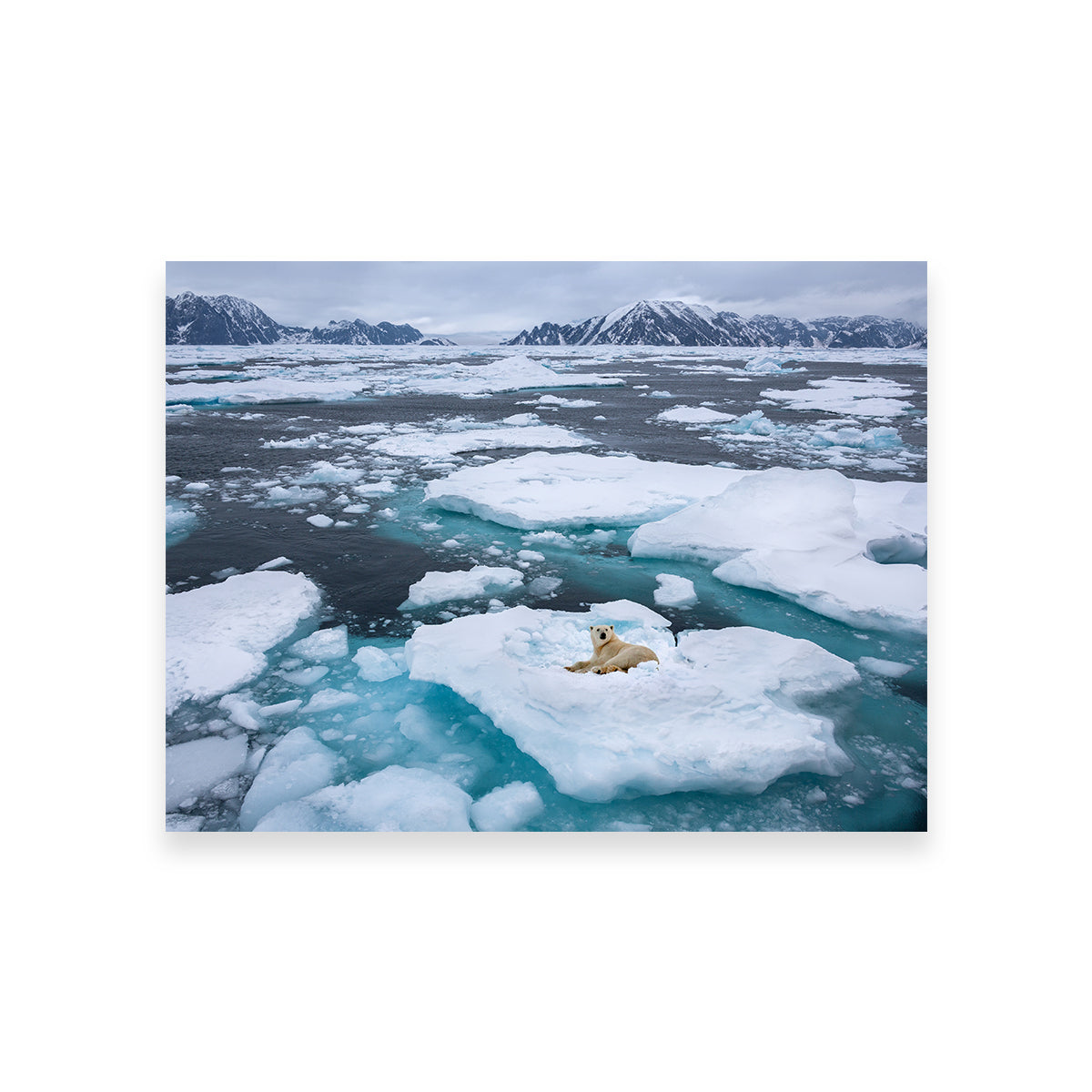 Polar Bear - Greenland Wall Art