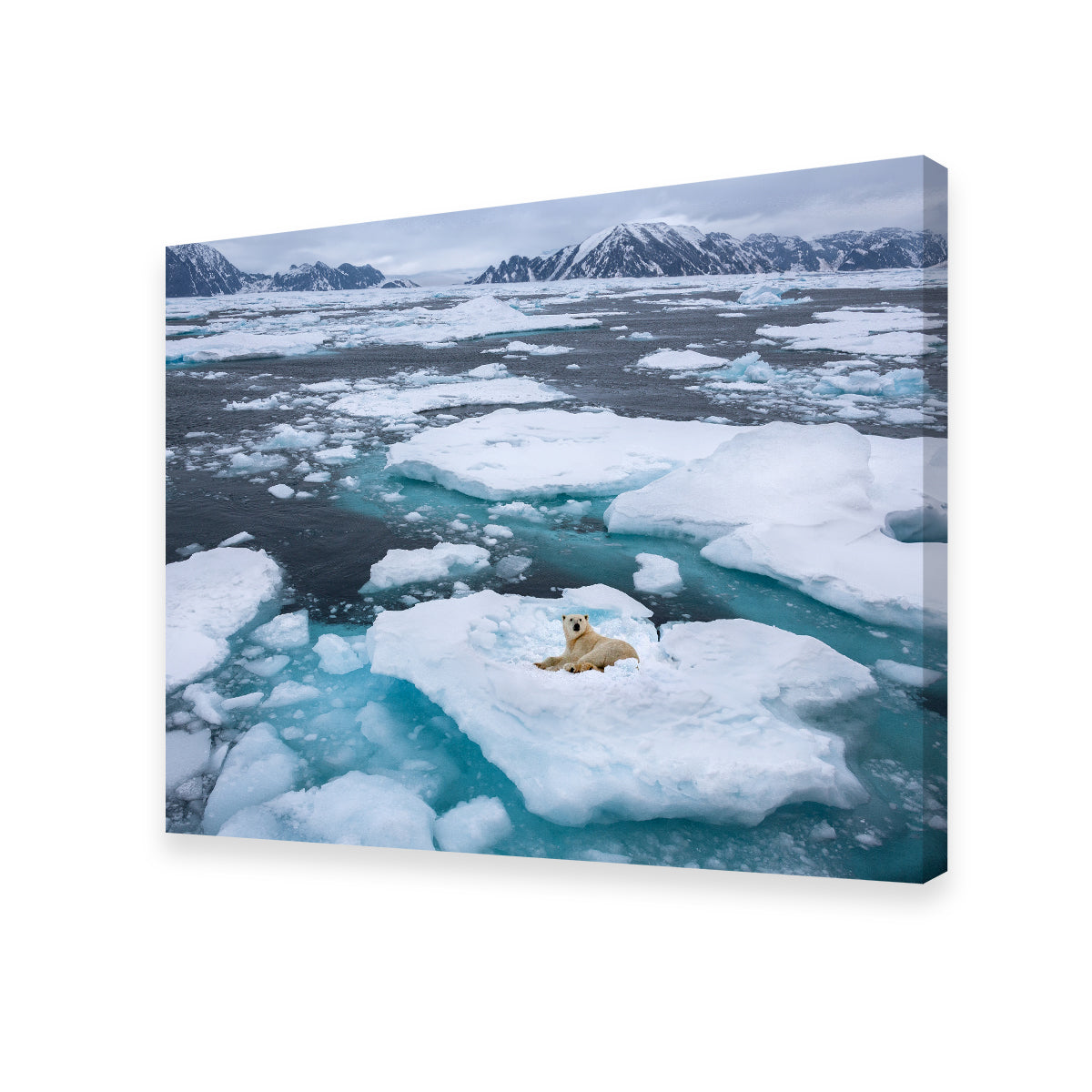 Polar Bear - Greenland Wall Art