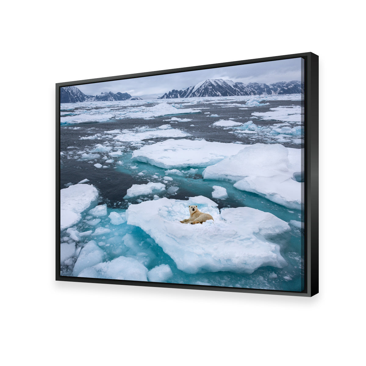 Polar Bear - Greenland Wall Art