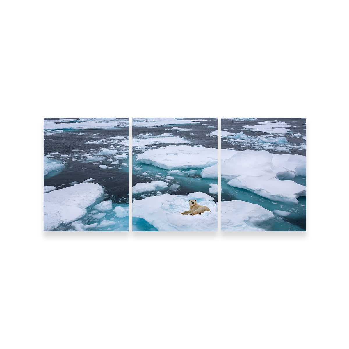 Polar Bear - Greenland Wall Art