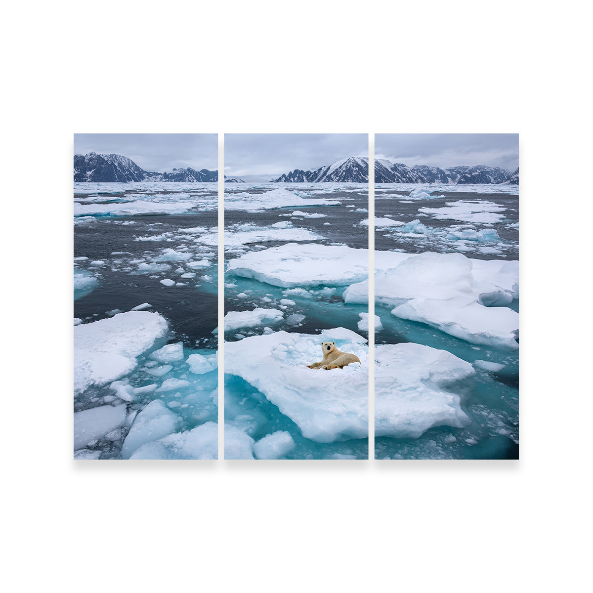 Polar Bear - Greenland Wall Art