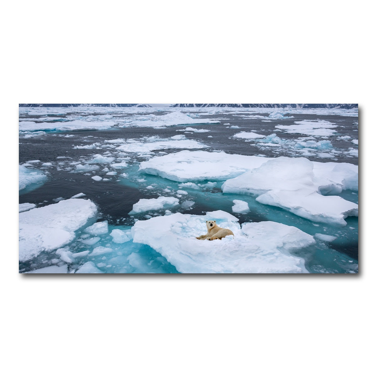 AUTO-MOCKUP WHITE | Polar Bear - Greenland | 1 Piece | Gallery Wrap Canvas | group=2x1