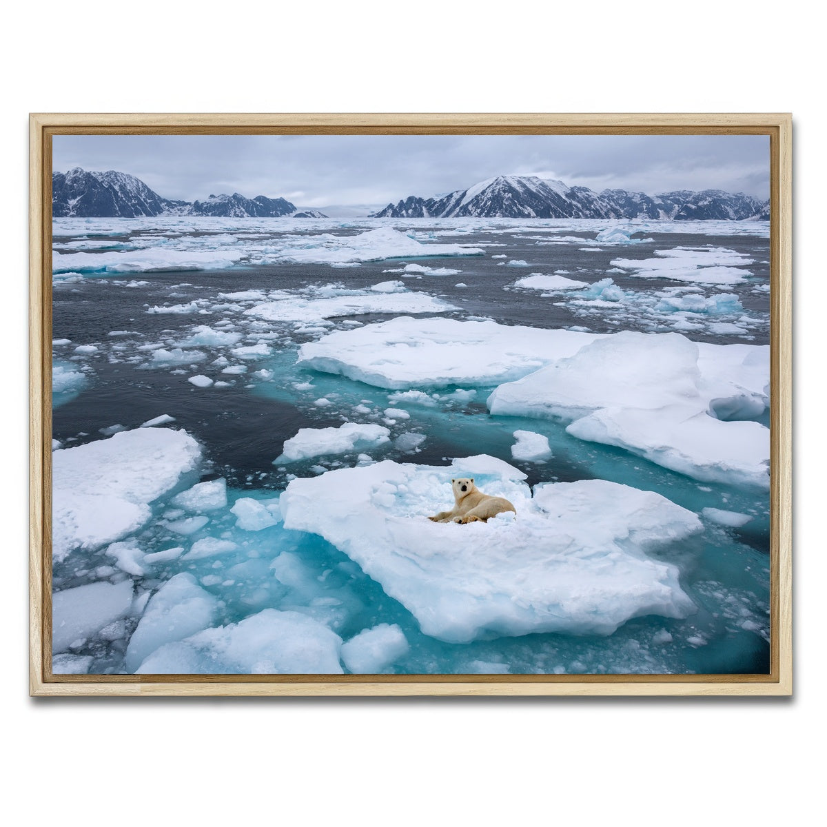 AUTO-MOCKUP WHITE | Polar Bear - Greenland | 1 Piece | Natural Framed Canvas | group=4x3
