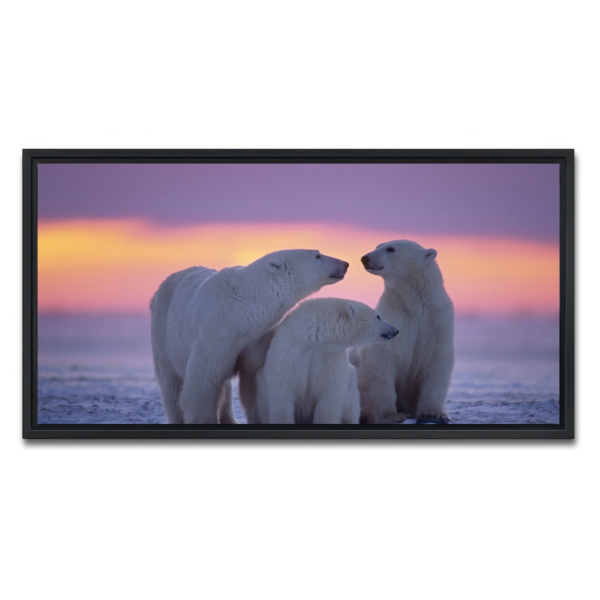 AUTO-MOCKUP WHITE | Polar Bear Family - Canadian Arctic | 1 Piece | Black Framed Canvas | group=2x1