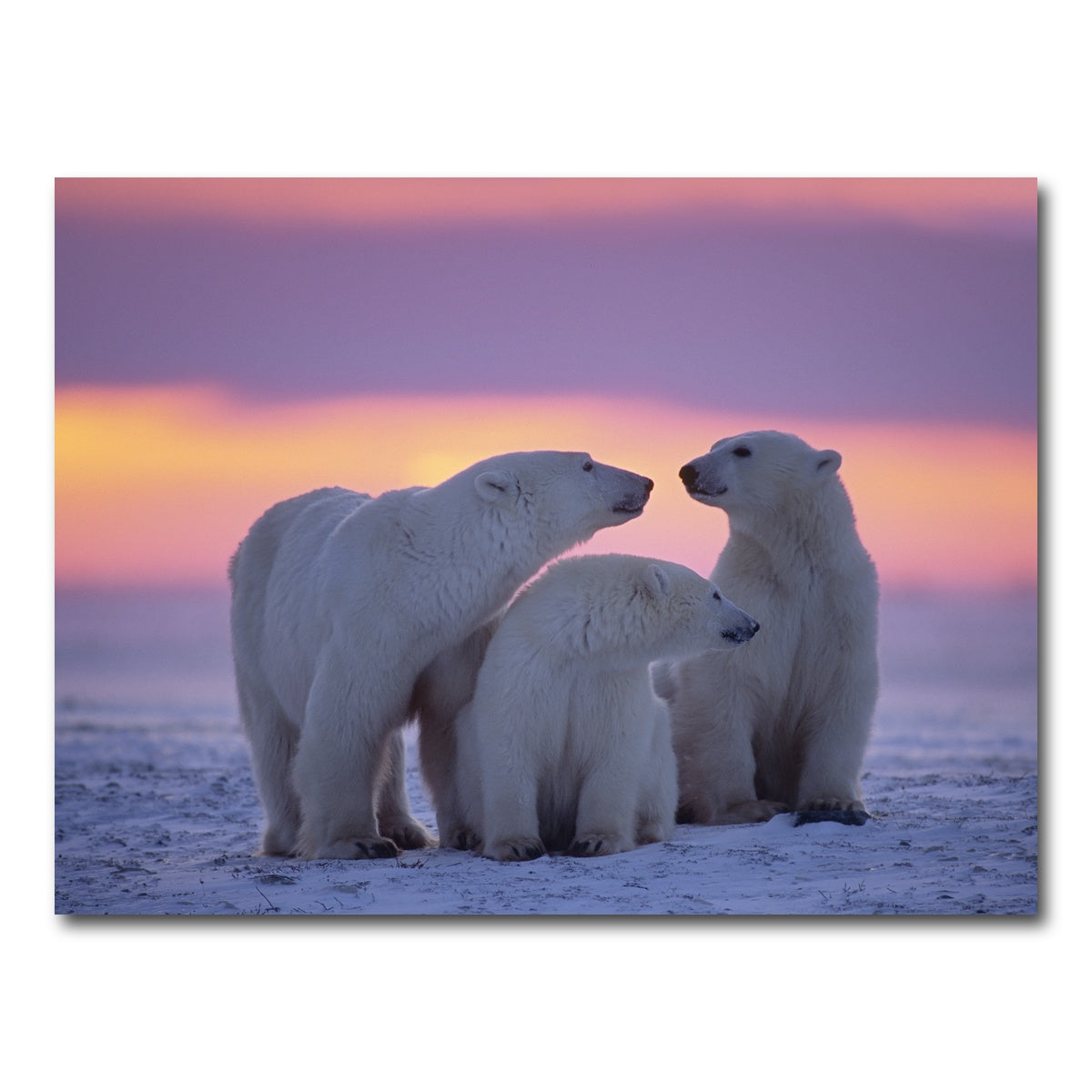 AUTO-MOCKUP WHITE | Polar Bear Family - Canadian Arctic | 1 Piece | Gallery Wrap Canvas | group=4x3