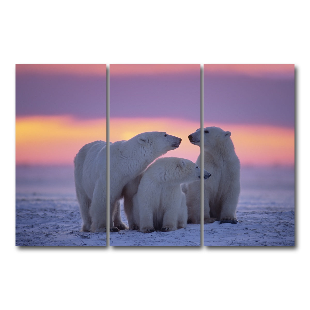 AUTO-MOCKUP WHITE | Polar Bear Family - Canadian Arctic | 3 Piece | Gallery Wrap Canvas | group=12x24