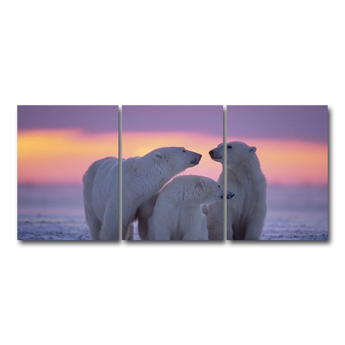 AUTO-MOCKUP WHITE | Polar Bear Family - Canadian Arctic | 3 Piece | Gallery Wrap Canvas | group=18x24