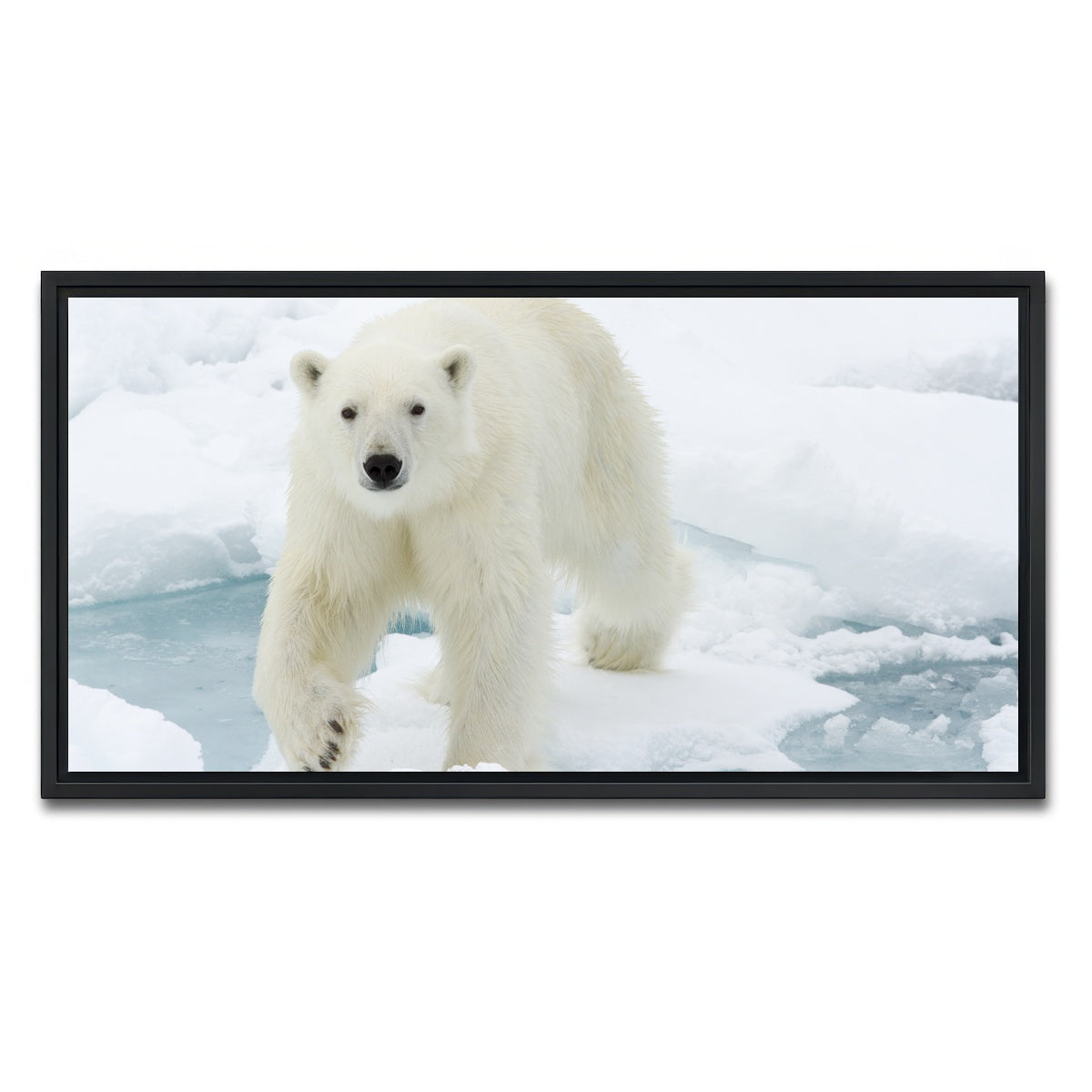 AUTO-MOCKUP WHITE | Polar Bear | 1 Piece | Black Framed Canvas | group=2x1