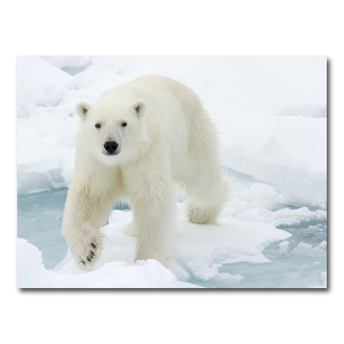 AUTO-MOCKUP WHITE | Polar Bear | 1 Piece | Gallery Wrap Canvas | group=4x3