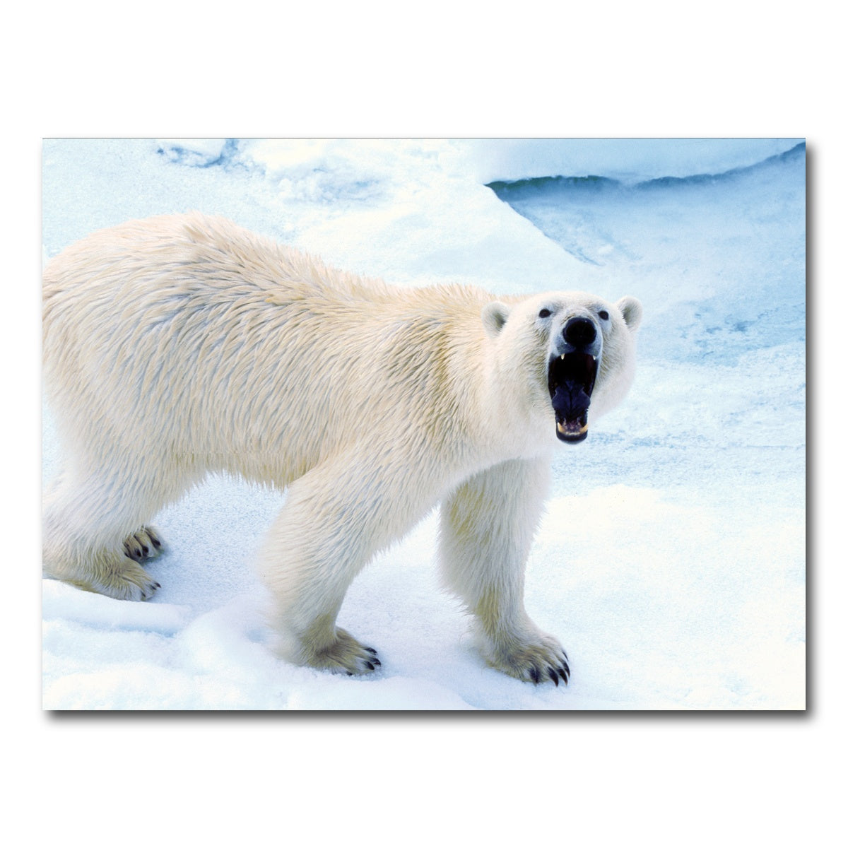 AUTO-MOCKUP WHITE | Polar Bear in Svalbard Norway | 1 Piece | Gallery Wrap Canvas | group=4x3