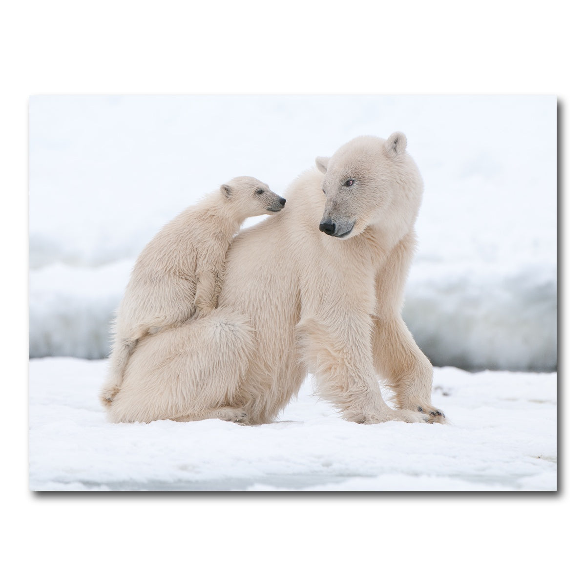 AUTO-MOCKUP WHITE | Polar bear with cub | 1 Piece | Gallery Wrap Canvas | group=4x3
