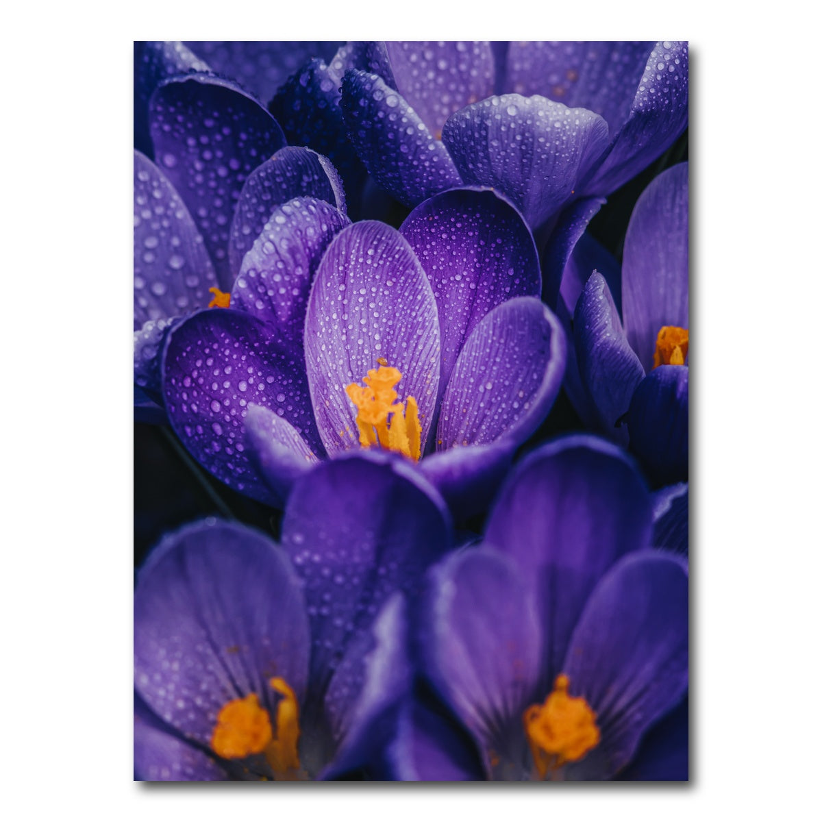 AUTO-MOCKUP WHITE | Pollen Purple | 1 Piece | Gallery Wrap Canvas | group=3x4