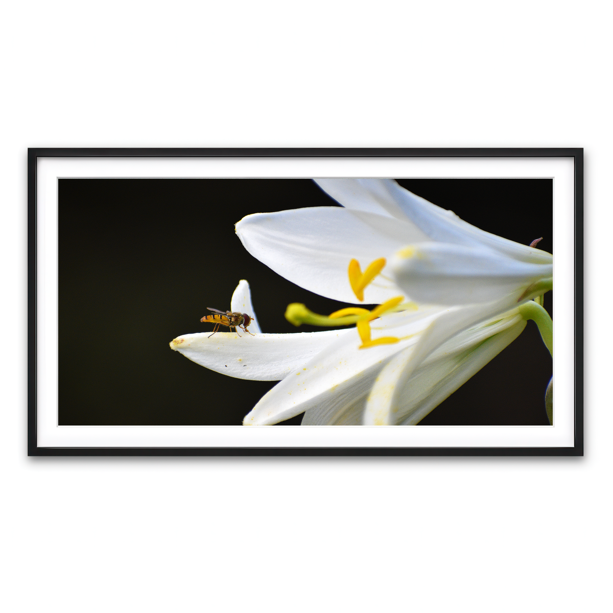 Framed Print 2x1 Black