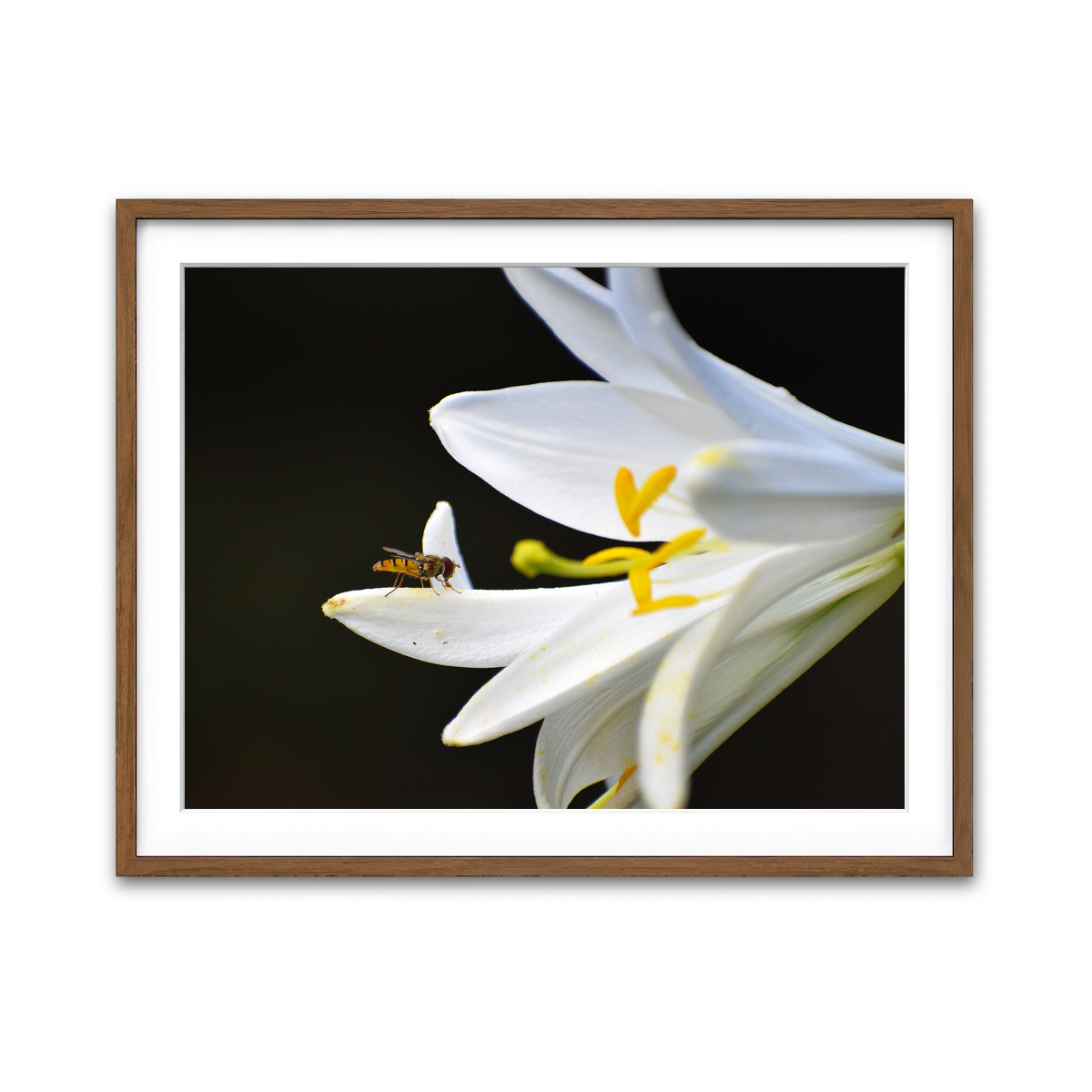 Framed Print 4x3 Walnut