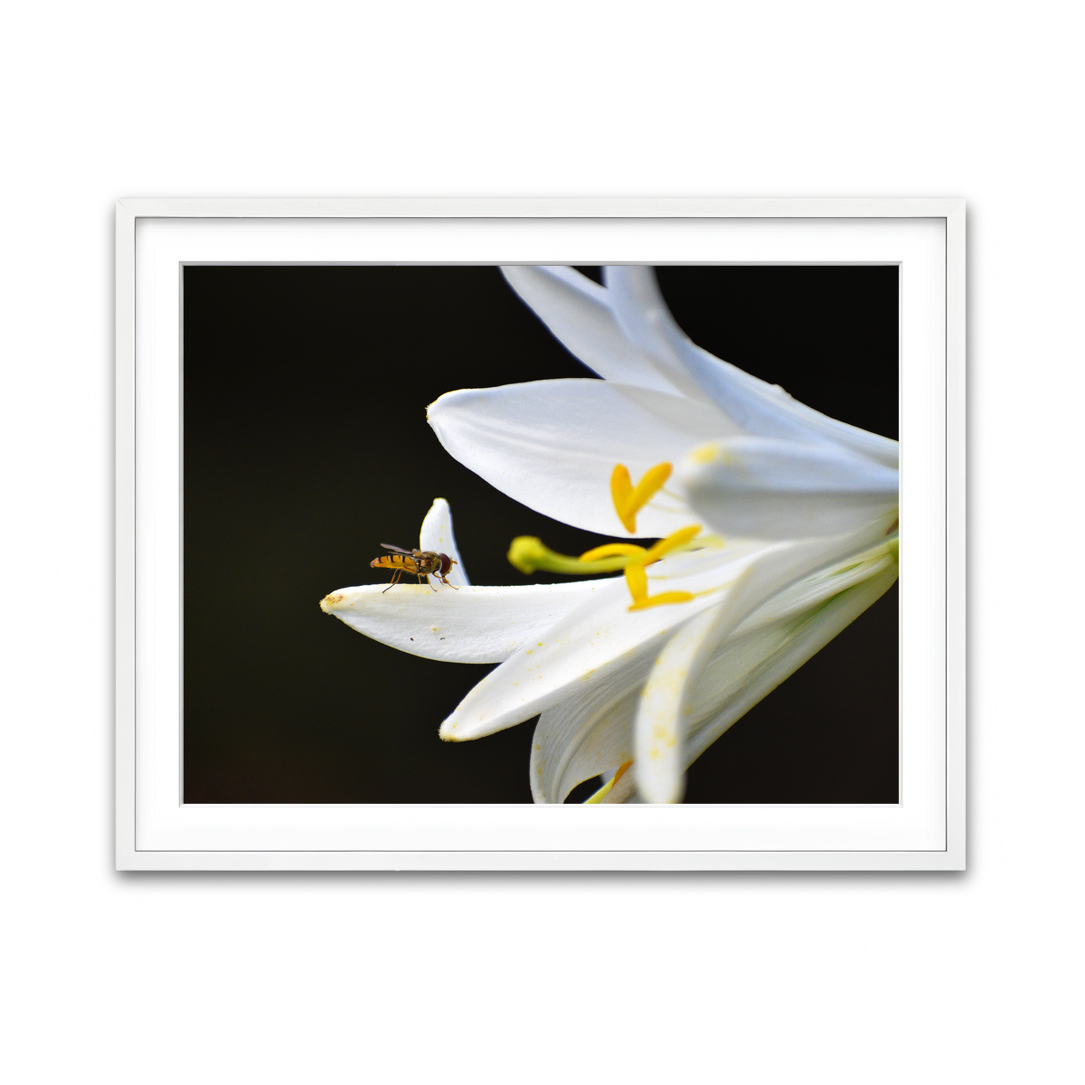 Framed Print 4x3 White