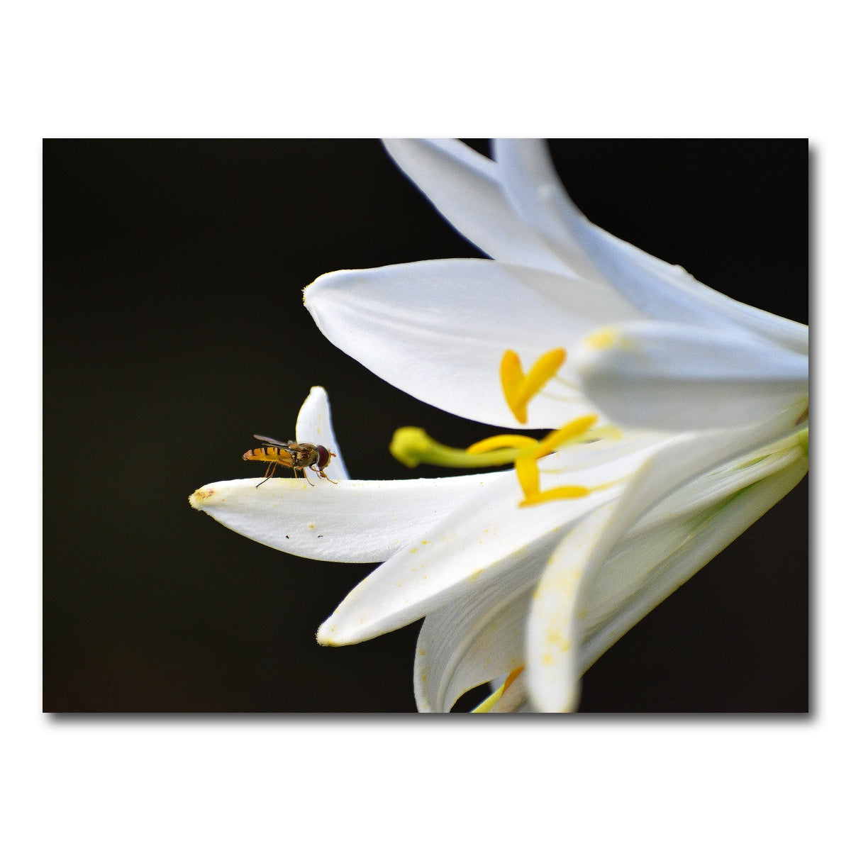 AUTO-MOCKUP WHITE | Pollen | 1 Piece | Gallery Wrap Canvas | group=4x3