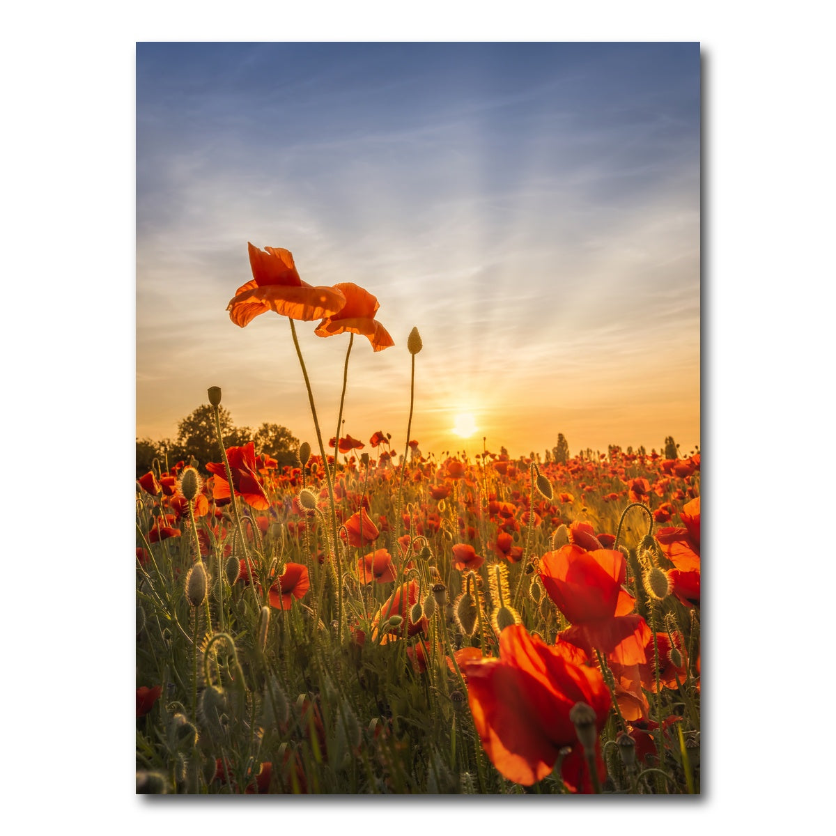AUTO-MOCKUP WHITE | Poppies in sunset | 1 Piece | Gallery Wrap Canvas | group=3x4