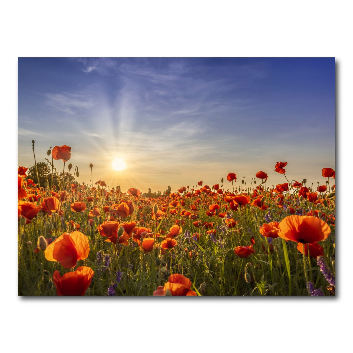 AUTO-MOCKUP WHITE | Poppies in the evening | 1 Piece | Gallery Wrap Canvas | group=4x3