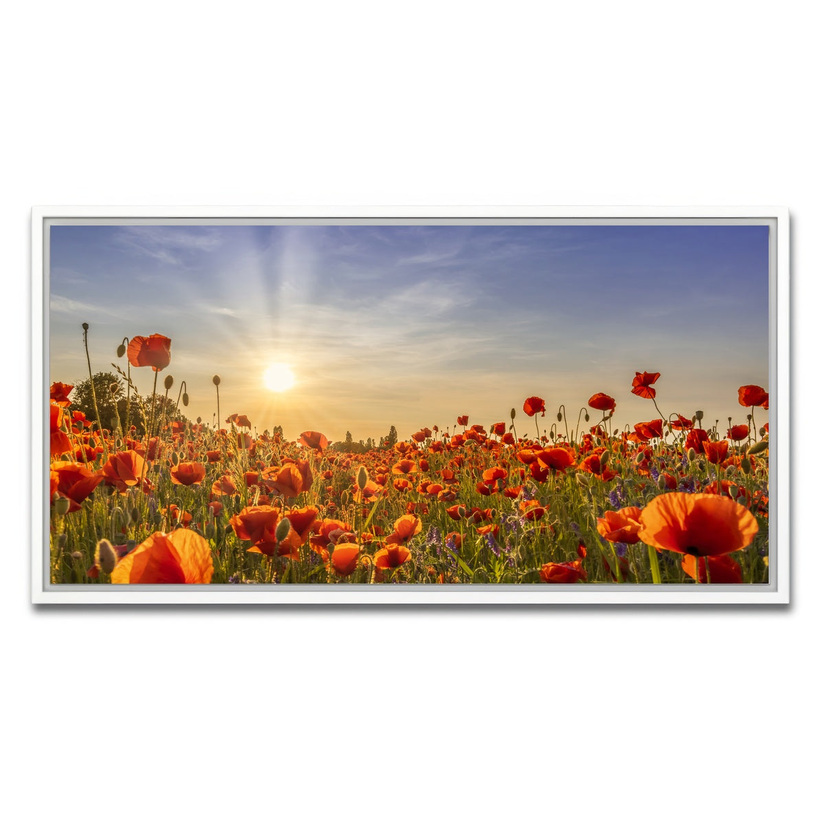 AUTO-MOCKUP WHITE | Poppies in the evening | 1 Piece | White Framed Canvas | group=2x1