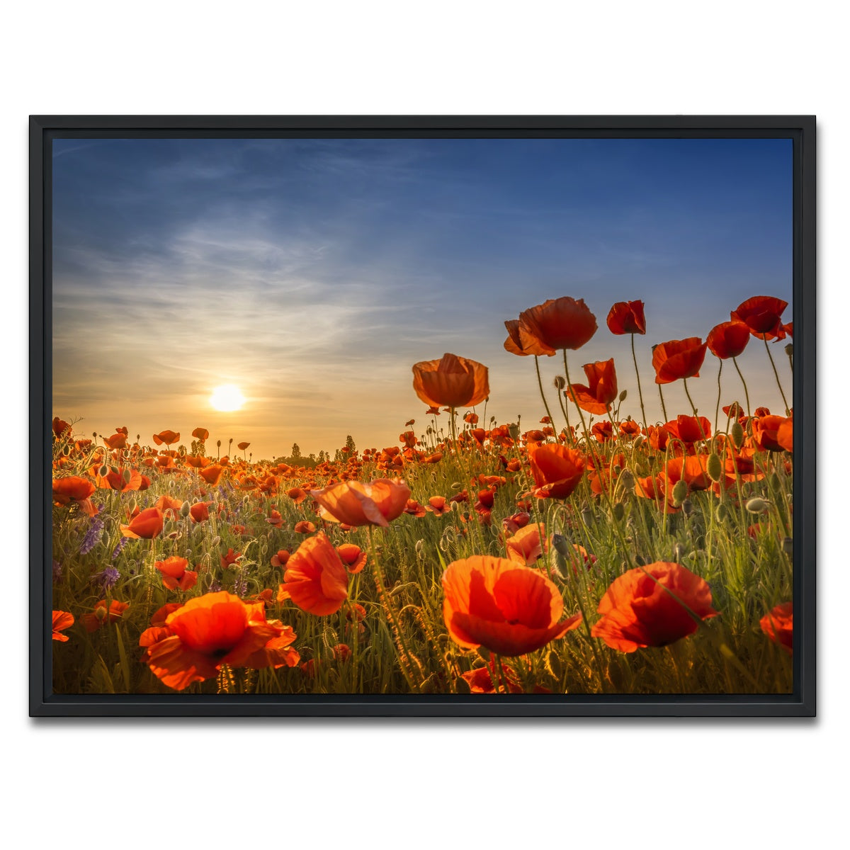 AUTO-MOCKUP WHITE | Poppies in the sunset | 1 Piece | Black Framed Canvas | group=4x3
