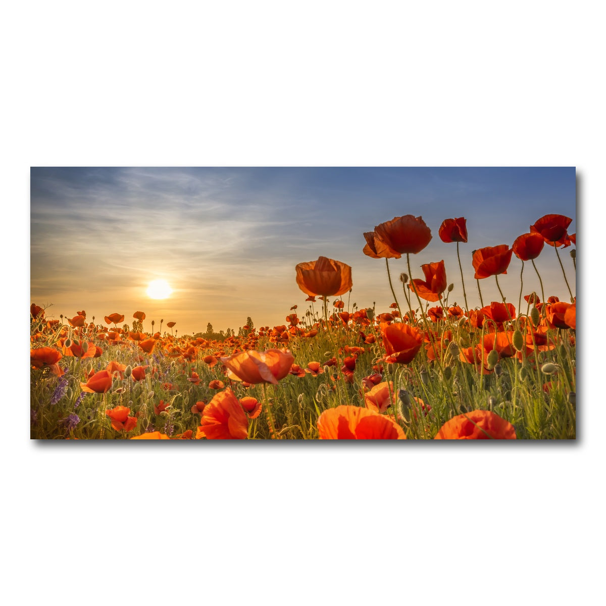 AUTO-MOCKUP WHITE | Poppies in the sunset | 1 Piece | Gallery Wrap Canvas | group=2x1