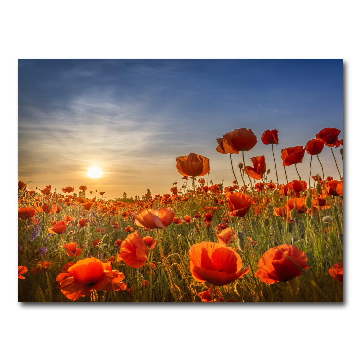 AUTO-MOCKUP WHITE | Poppies in the sunset | 1 Piece | Gallery Wrap Canvas | group=4x3