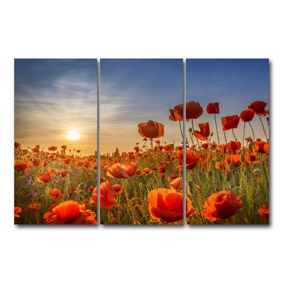 AUTO-MOCKUP WHITE | Poppies in the sunset | 3 Piece | Gallery Wrap Canvas | group=12x24