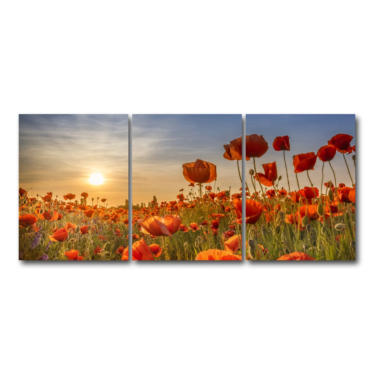 AUTO-MOCKUP WHITE | Poppies in the sunset | 3 Piece | Gallery Wrap Canvas | group=18x24