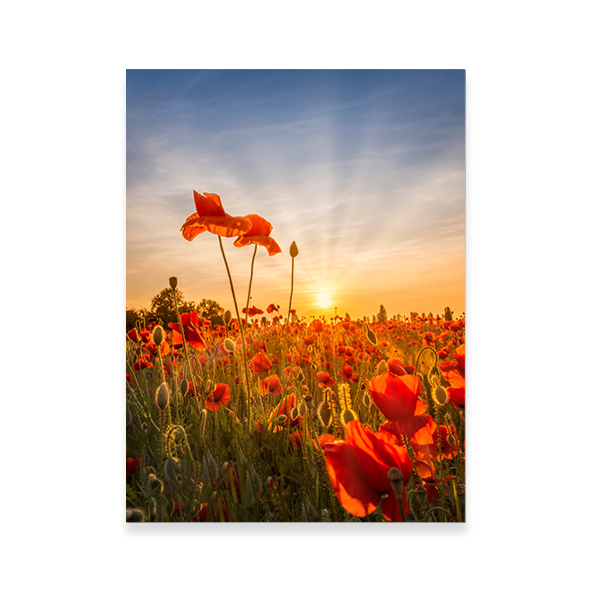 Poppies in sunset Wall Art