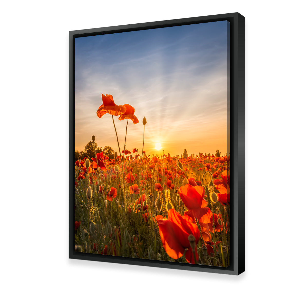 Poppies in sunset Wall Art