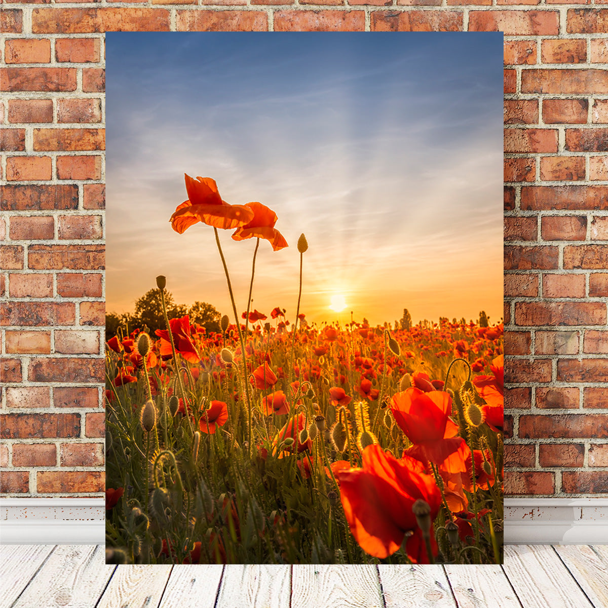 Poppies in sunset Wall Art