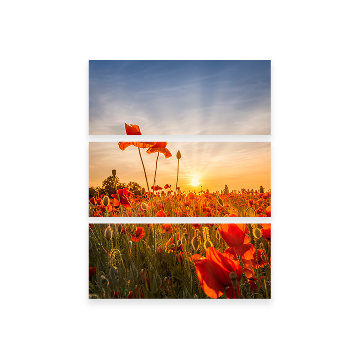 Poppies in sunset Wall Art