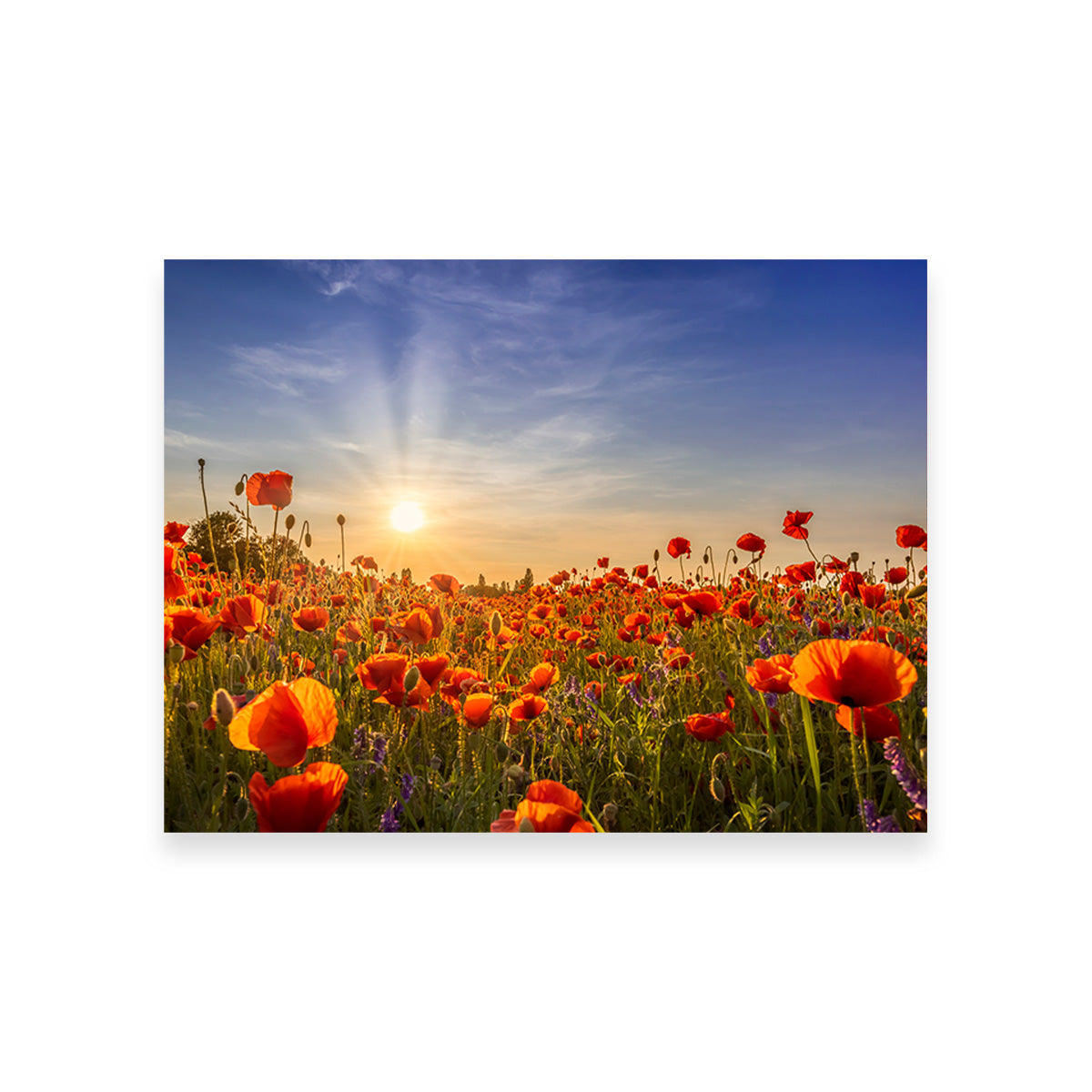 Poppies in the Evening Wall Art