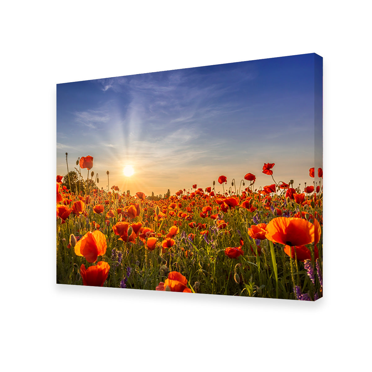 Poppies in the Evening Wall Art