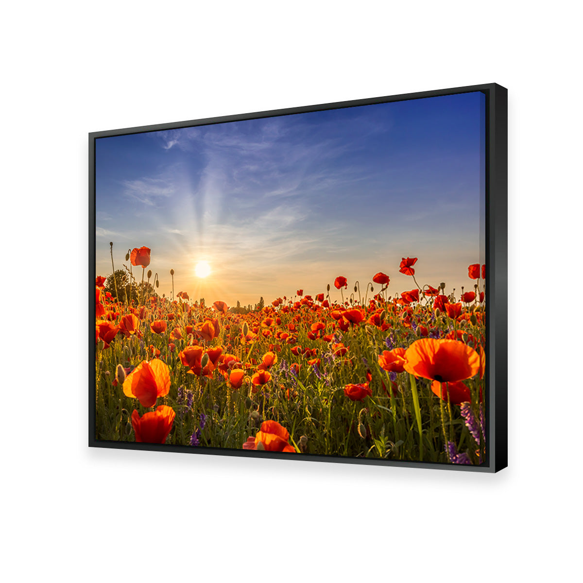 Poppies in the Evening Wall Art