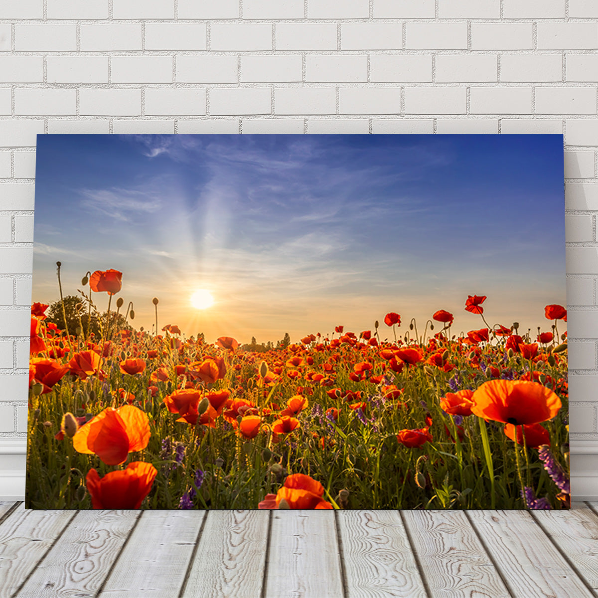 Poppies in the Evening Wall Art