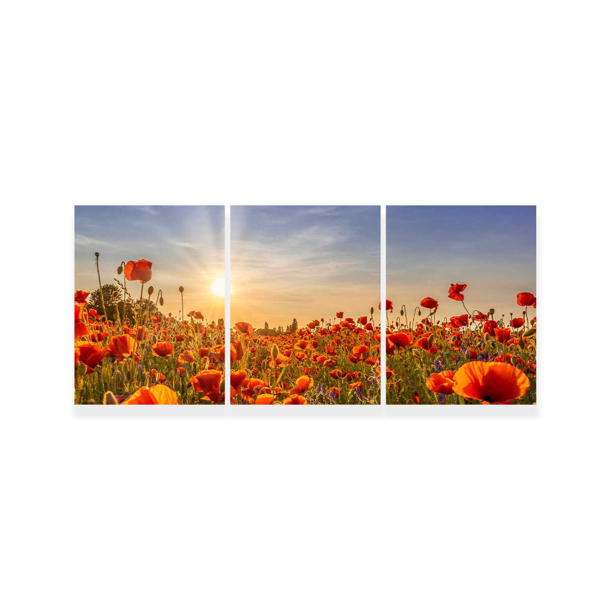 Poppies in the Evening Wall Art