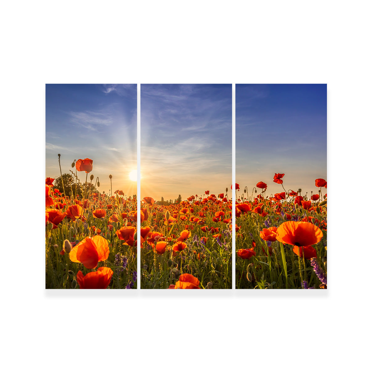 Poppies in the Evening Wall Art