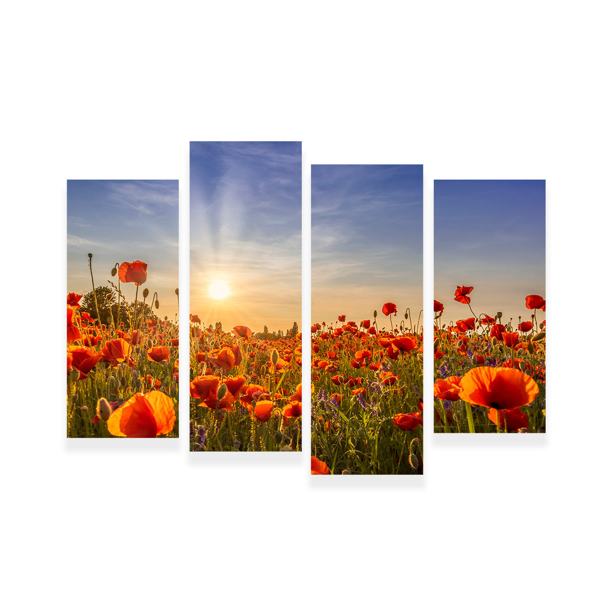 Poppies in the Evening Wall Art