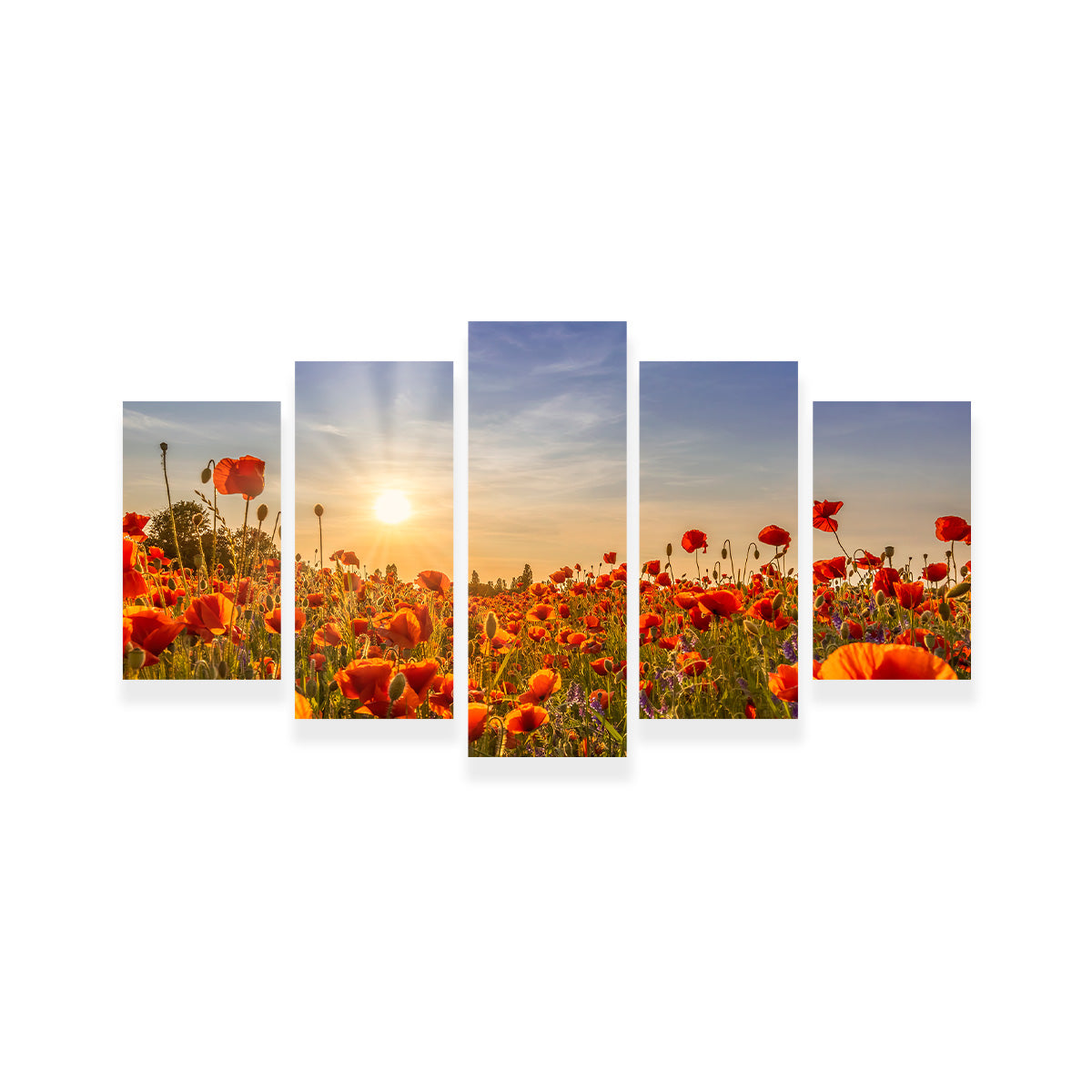 Poppies in the Evening Wall Art
