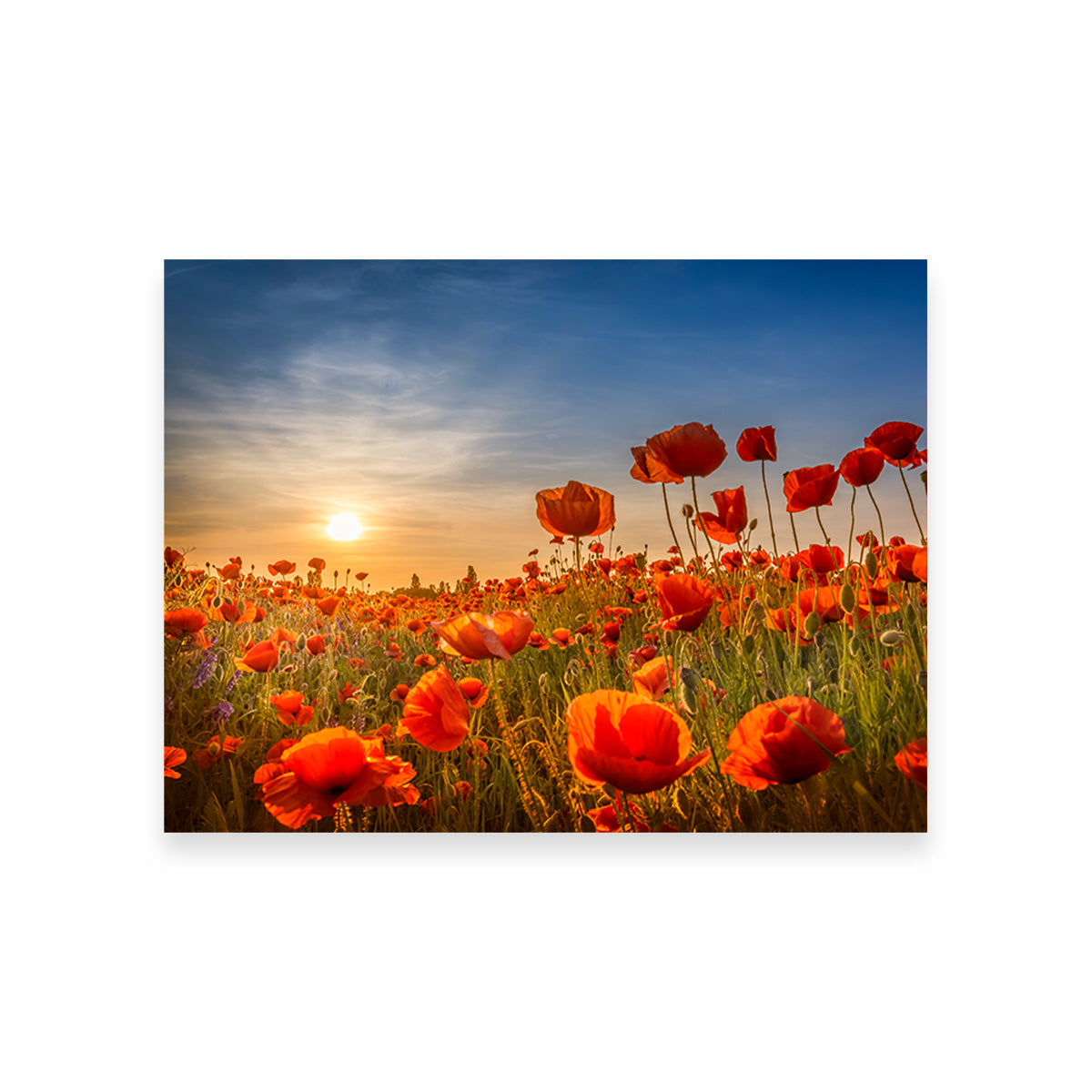 Poppies in the Sunset Wall Art