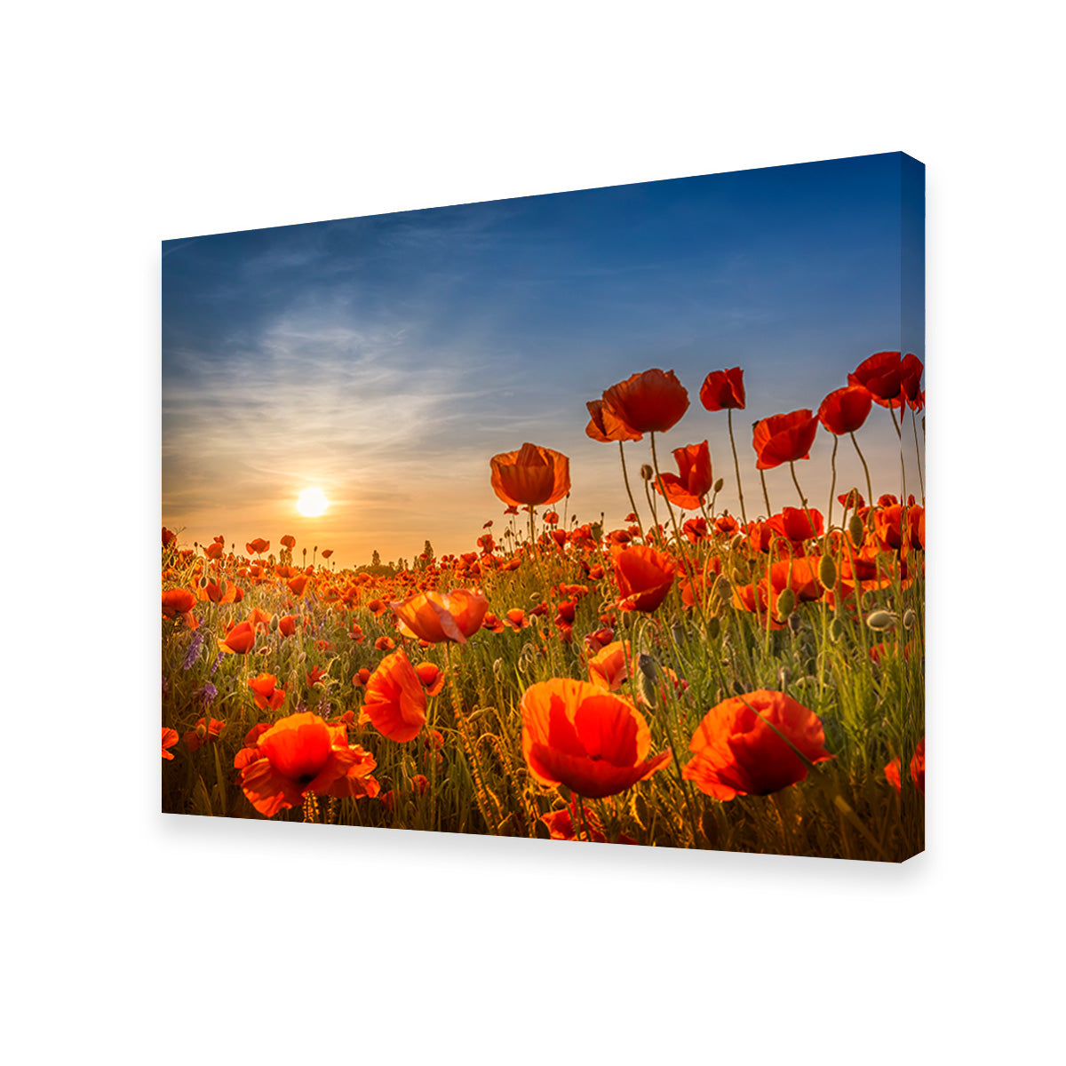 Poppies in the Sunset Wall Art