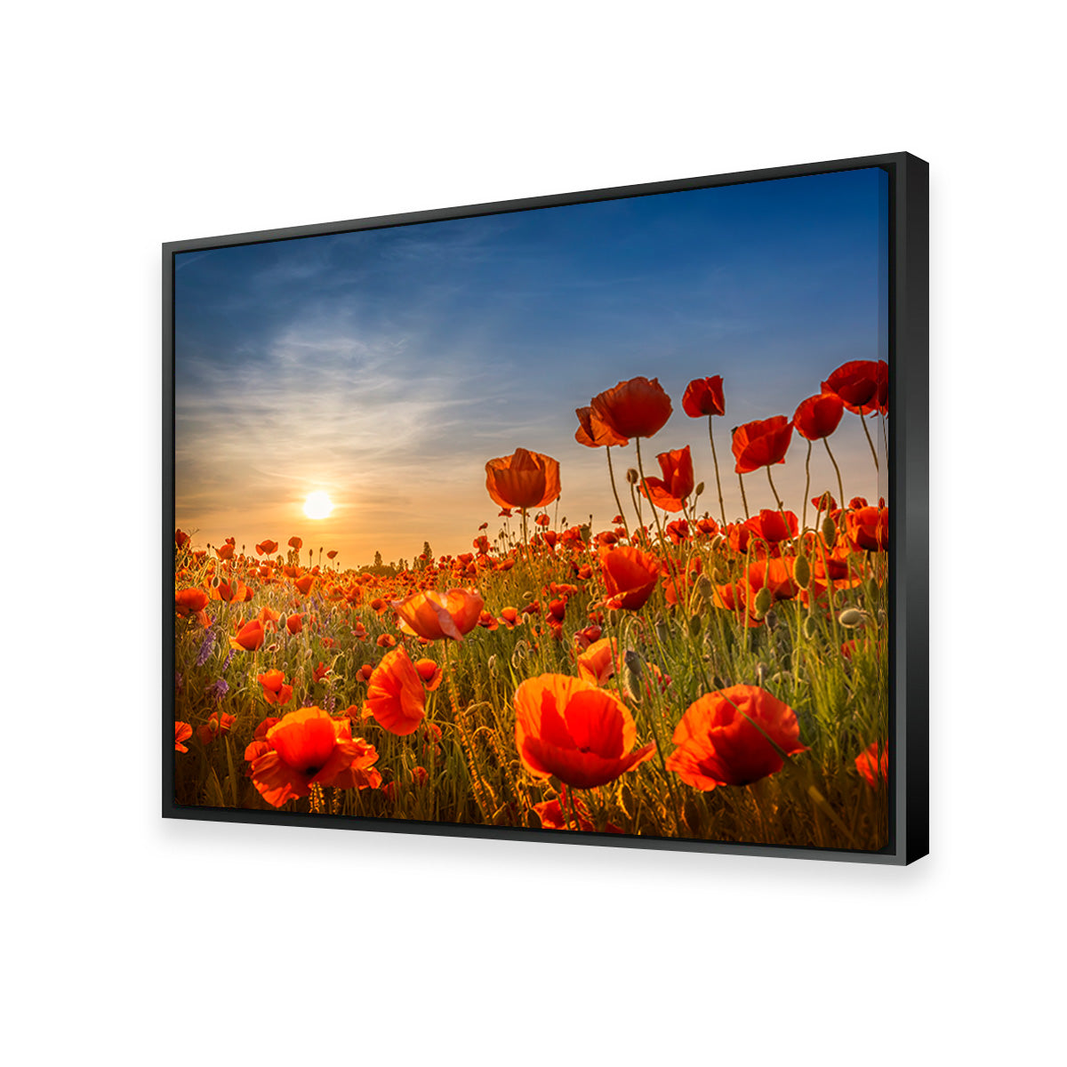 Poppies in the Sunset Wall Art