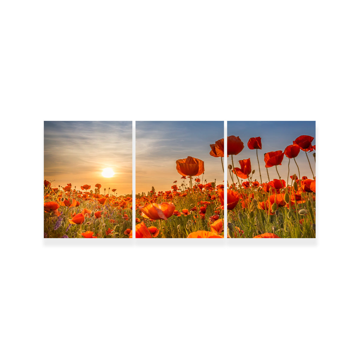 Poppies in the Sunset Wall Art