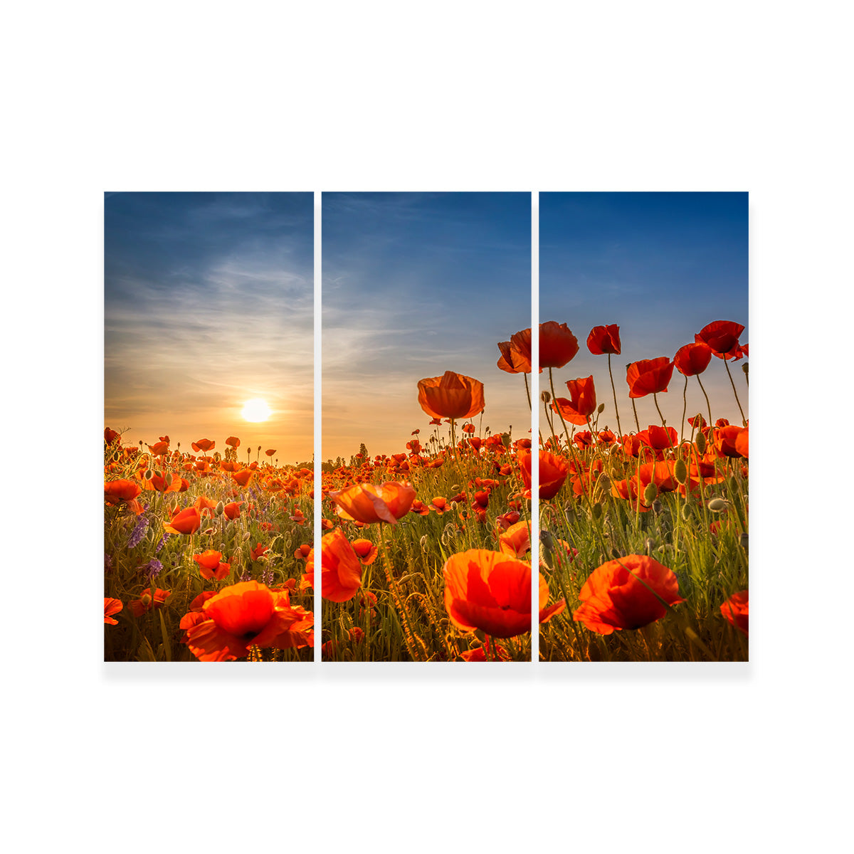 Poppies in the Sunset Wall Art