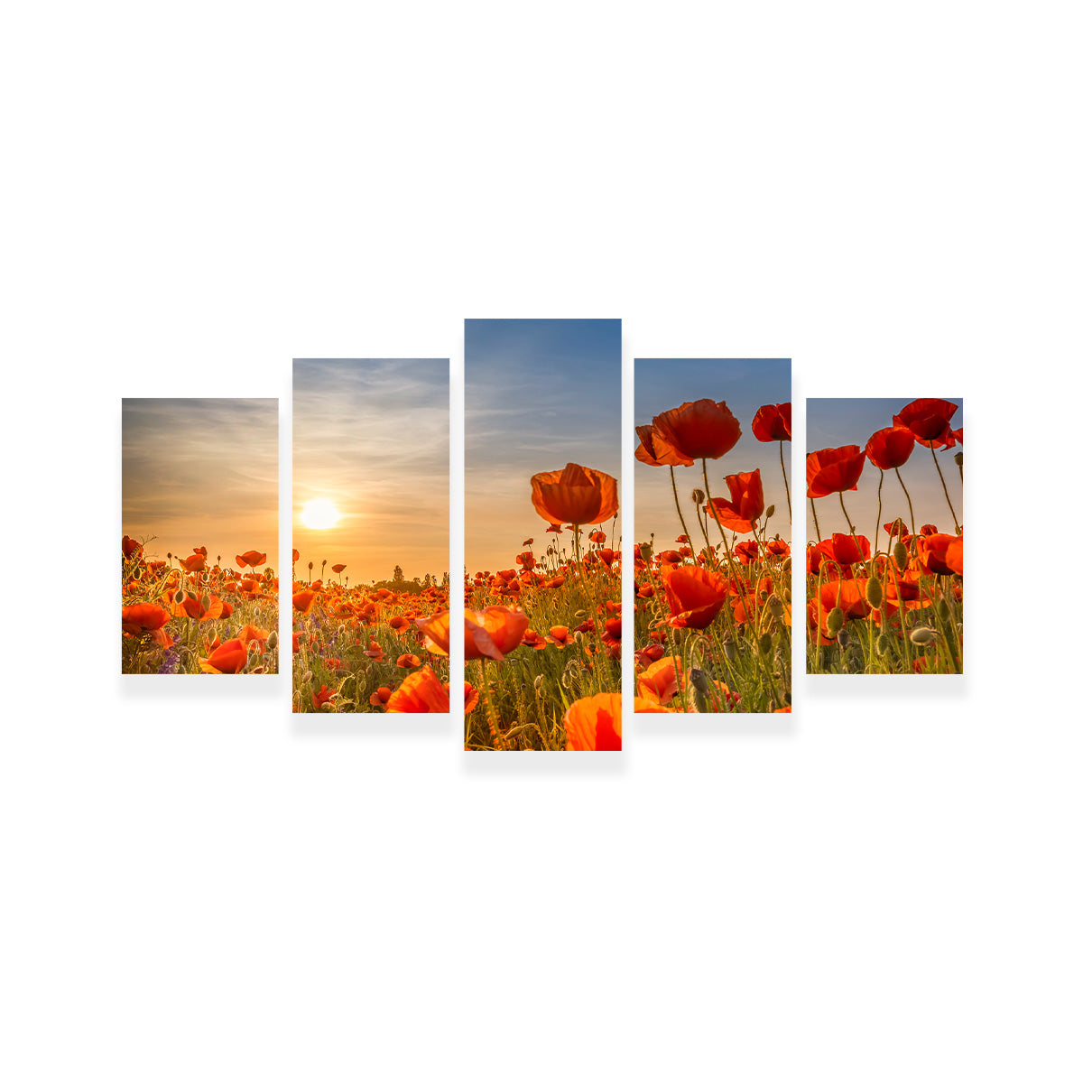 Poppies in the Sunset Wall Art