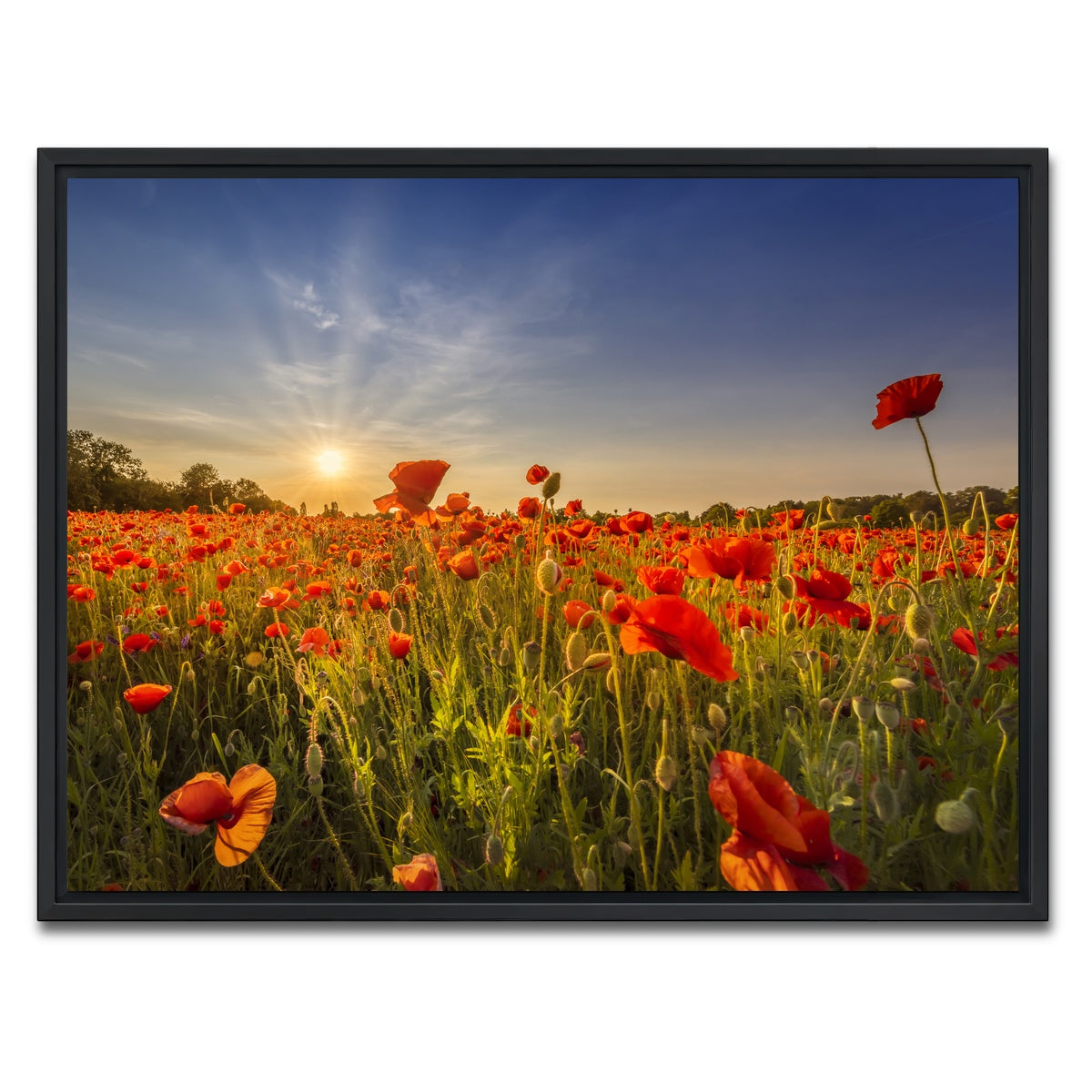 AUTO-MOCKUP WHITE | Poppy field at sunset | 1 Piece | Black Framed Canvas | group=4x3