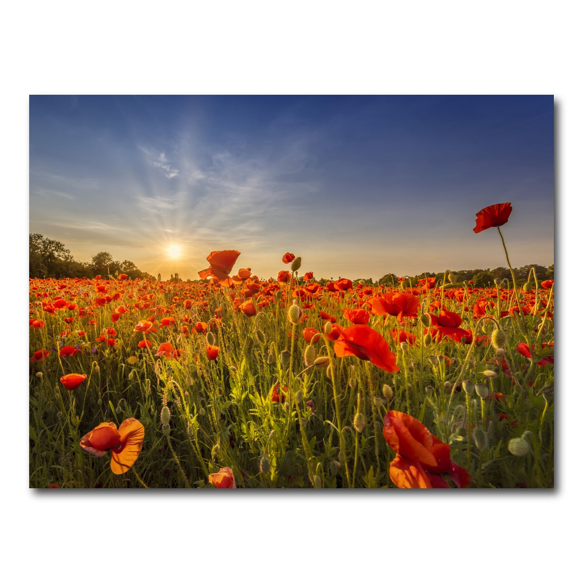 AUTO-MOCKUP WHITE | Poppy field at sunset | 1 Piece | Gallery Wrap Canvas | group=4x3