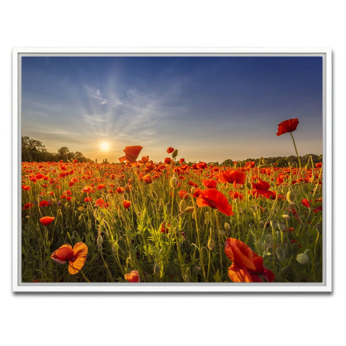 AUTO-MOCKUP WHITE | Poppy field at sunset | 1 Piece | White Framed Canvas | group=4x3